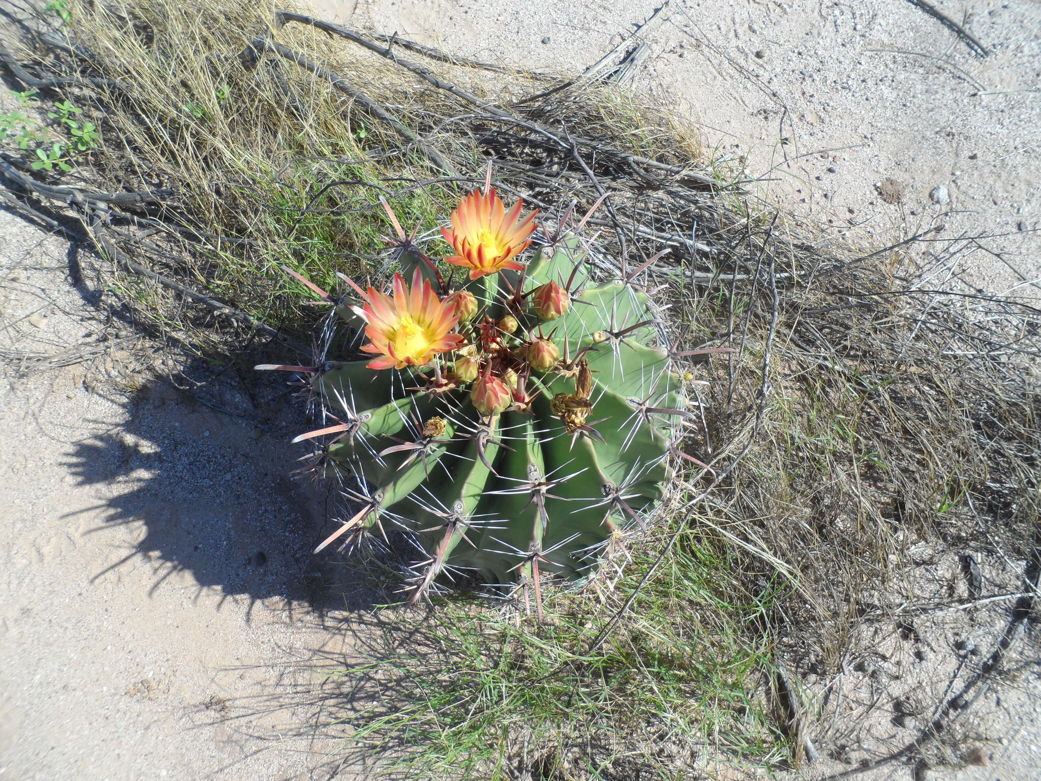 Ferocactus herrerae